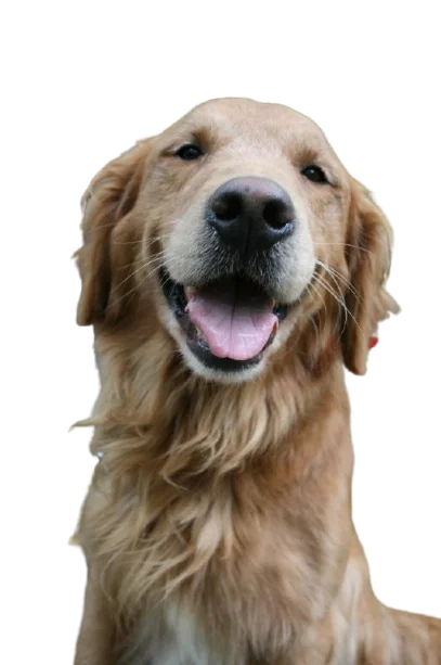 Prepared marketing cutout of the golden retriever on a transparency checkerboard