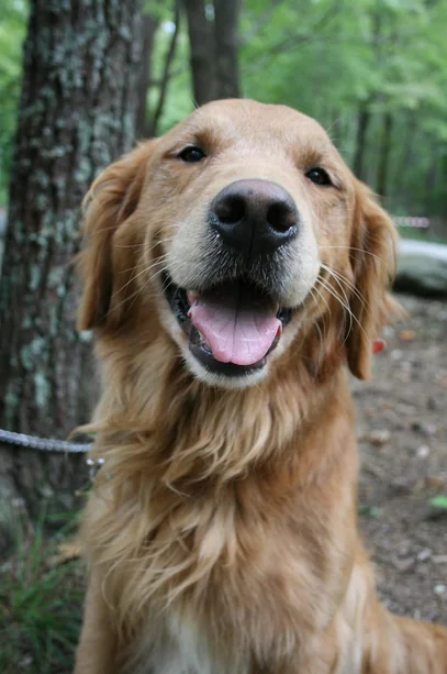Golden retriever in the original woodland scene